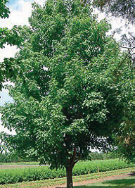 Sugar maple tree